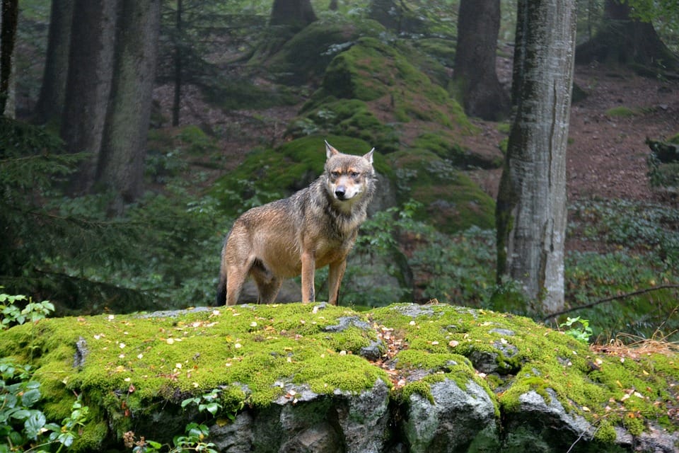 Close encounter with wolves in the Alps A wolf standing on mossy rocks in Alpha Wolf Park