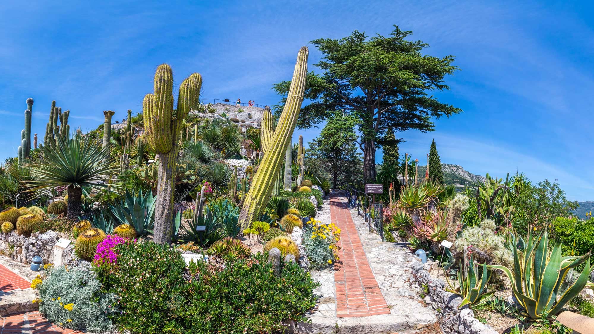 Top 5 Unmissable Things to Do in Èze: Your Ultimate French Riviera Guide, Lush exotic plants and cactus garden at Jardin Exotique d’Èze with scenic coastal view