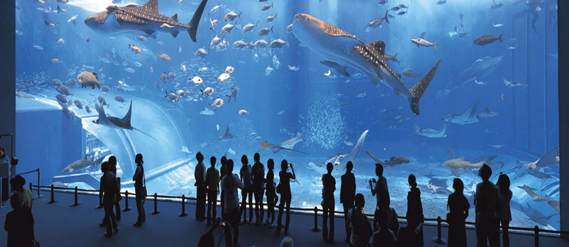 Oceanographic Museum of Monaco – Family-Friendly Aquarium Visitors observing marine life in the Oceanographic Museum's giant tank
