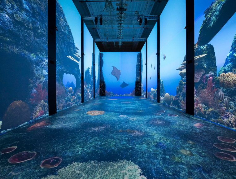 Oceanographic Museum Monaco – Immersive Aquarium Experience Immersive underwater room inside the Oceanographic Museum of Monaco